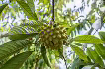 pinha, fruta del conde, annonaceae, tropical fruit, fruit juice, potassium, brazil, healthy eating, rich in fiber, vitamins, diet