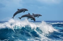 spinner dolphins, fernando de noronha, brazil, dolphin bay, marine park, unesco world natural heritage, island paradise, dream vacation, brazil travel, adventure vacation, dream beaches