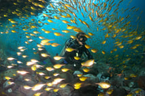 paraíso do mergulho, fernando de noronha, golfinhos, tartarugas marinhas, tubarões, recife de corais, ilha paradisíaca, atlântico, mergulho, brasil, experiência brasil