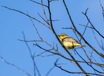 Gelbspötter / Foto: Edgar Mertens / NABU Euskirchen