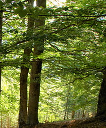 orthe, belus, peyrehorade, landes, aquitaine, hastingues, baco, adour, vigne, durosoir, arthous, lavoir, cagnotte, sorde, caverie