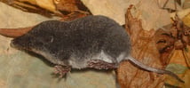 Eine Sumpfspitzmaus (Neomys anomalus), fotografiert in der Nähe von Innsbruck (wikipedia, mnolf)
