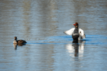 Kolbenenten, fotografiert von Edgar Mertens / NABU Euskirchen