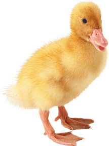 canneton image  transparent png pour illustration ecole montessori