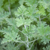 ゼラニウムの植物写真