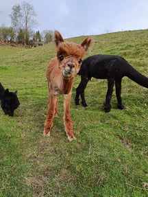 aa Bueno beim Fressen 2022