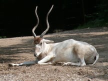 famille bovidés addax