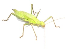 サカダチコノハナナフシ