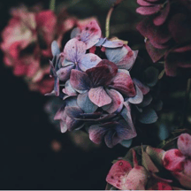 fleuriste brindille bazas et sud gironde