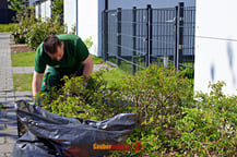 Mitarbeiter im Rosenbeet am arbeiten