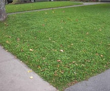 Clover lawn is growing on poor soil