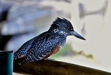 Dieser wunderschöne Riesenfischer (Eisvogel) hat für mich in der Nunda Lodge posiert. 