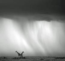 Wann kommt er, der Regen dieses Jahr?