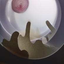 Microbiology residency, ACE funded,  2019