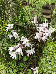 妙法山阿弥陀寺の石斛