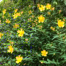 熊野妙法山阿彌陀寺のキンシバイ（金糸梅）