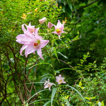 妙法山のササユリ