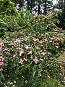 熊野妙法山のハナミズキ