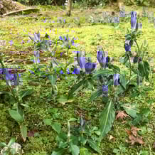 アサマリンドウ（朝熊竜胆）あさまりんどう（朝熊りんどう）