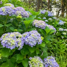 妙法のあじさい（紫陽花）