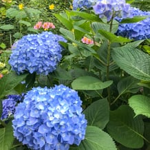 阿彌陀寺のあじさい（紫陽花）
