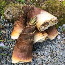 妙法山の筍　タケノコ