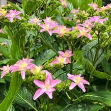 熊野妙法山のアジサイ（あじさい）