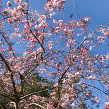 妙法山の枝垂れ桜