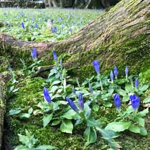 妙法山のアサマリンドウ