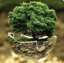 In focus the environment