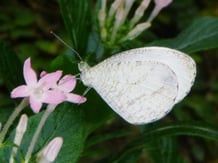 クロテンシロチョウ