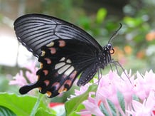 シロオビアゲハ