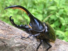 ヘラクレスオオカブト