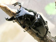 タランドゥスオオツヤクワガタ