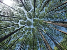 Le climat des Landes et de Sologne est influencé par la forêt en France. 