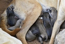 Na, sind die nicht mega süss?