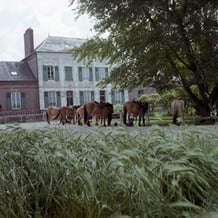 Quand l'herbe m'est conté