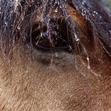 Profond regard d'Epson
