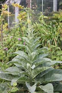 ミュレイン　東邦大学　薬草園にて