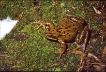 Grasfroschweibchen, Foto: E. Andrä