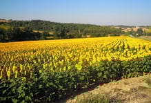 Les tournesols dans le Lauragais (Aude) sont en fleur!