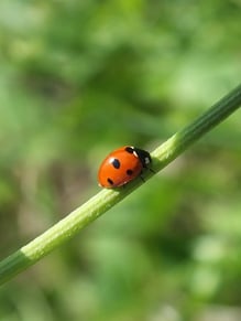 Niklacell CMC carboxymethyl cellulose Mare Austria