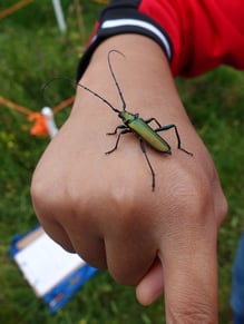 Moschuskäfer, Foto: Birgit Weis