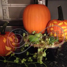 Herbst Kurs, Kürbis verzieren