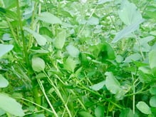 新菜園　浜名湖クレソン　Jimdoアドベントカレンダー2018