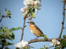 Braunkehlchen / Foto: Jonas Bode