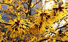 Herrlich duftende und blühende Zaubernuss