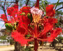 Bäume mit solcher Blütenbracht faszinieren