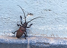 Diesen "Monsterkäfer" habe ich gestern im Geschäft gesehen.