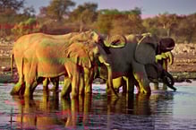 Faszination Tierwelt im Etosha Nationalpark